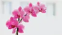 unsplash_bf0H_Rl9N5U_ORQUIDEA.webp