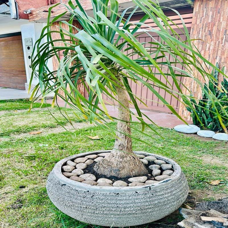 Pata de Elefante grande (Beaucarnea)