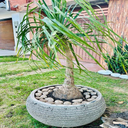 Pata de Elefante grande (Beaucarnea)