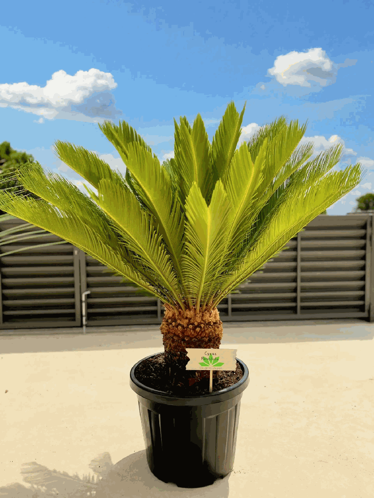 Palma Cyca revoluta (Sago palm)