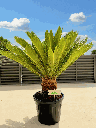 Palma Cyca revoluta (Sago palm)