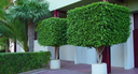 Árbol ornamental mediano (como Ficus benjamina o Laurel)