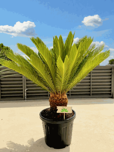 Palma Cyca revoluta (Sago palm)