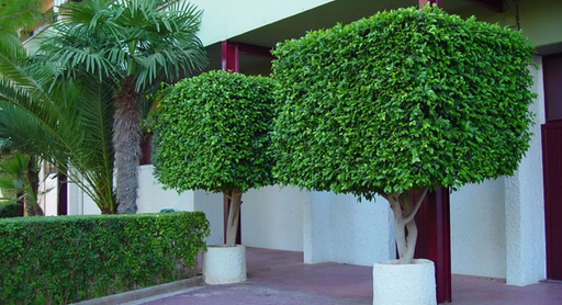 Árbol ornamental mediano (como Ficus benjamina o Laurel)