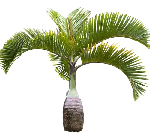Palma Kentia